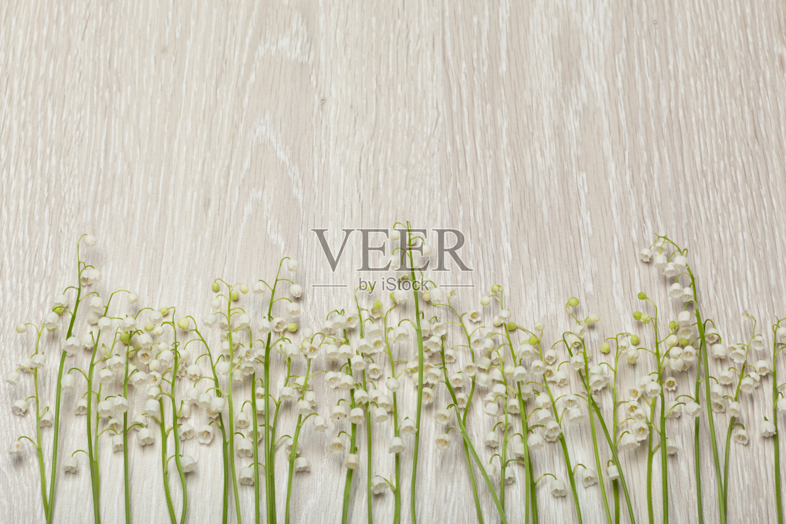 背景上的铃兰照片摄影图片