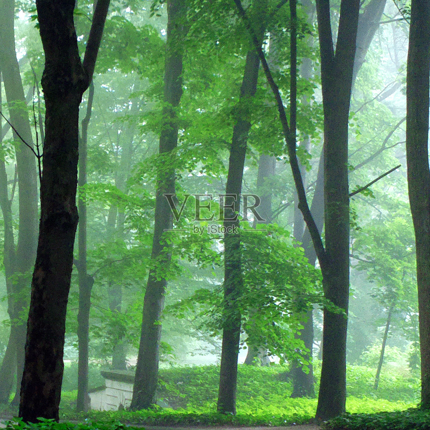 公园。照片摄影图片