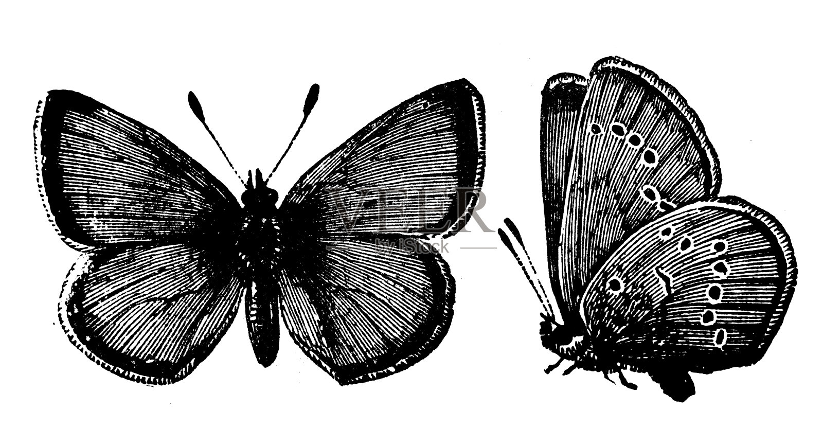 马扎里纳蓝蝴蝶的古董插图设计元素图片