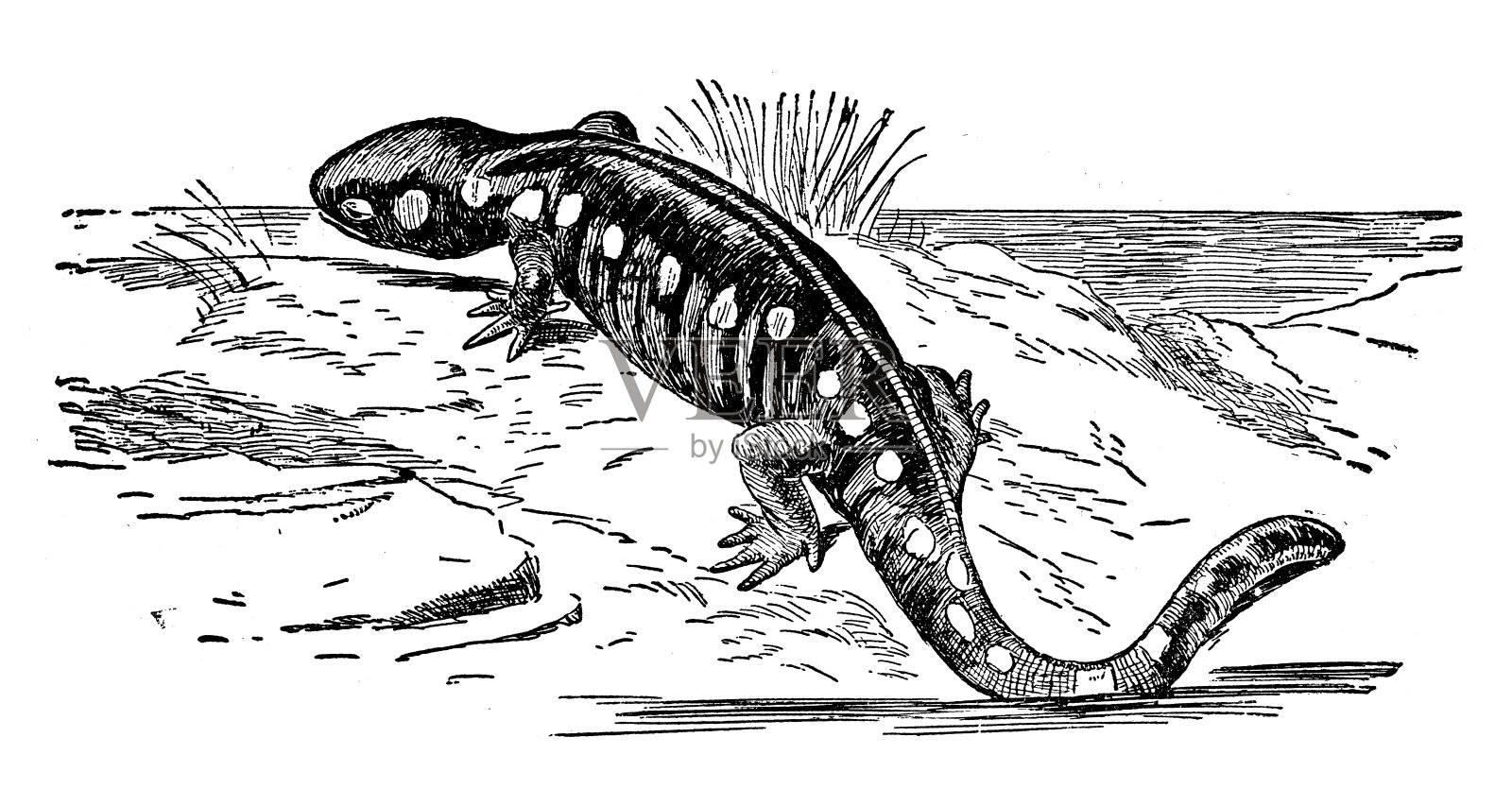 红色斑点Eft设计元素图片