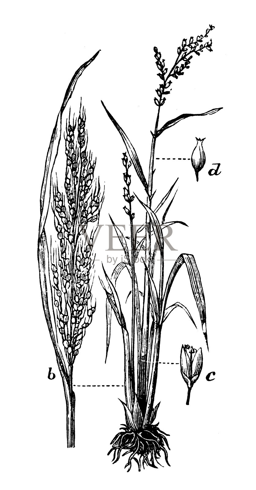 亚洲稻(Oryza sativa)仿古插图插画图片素材