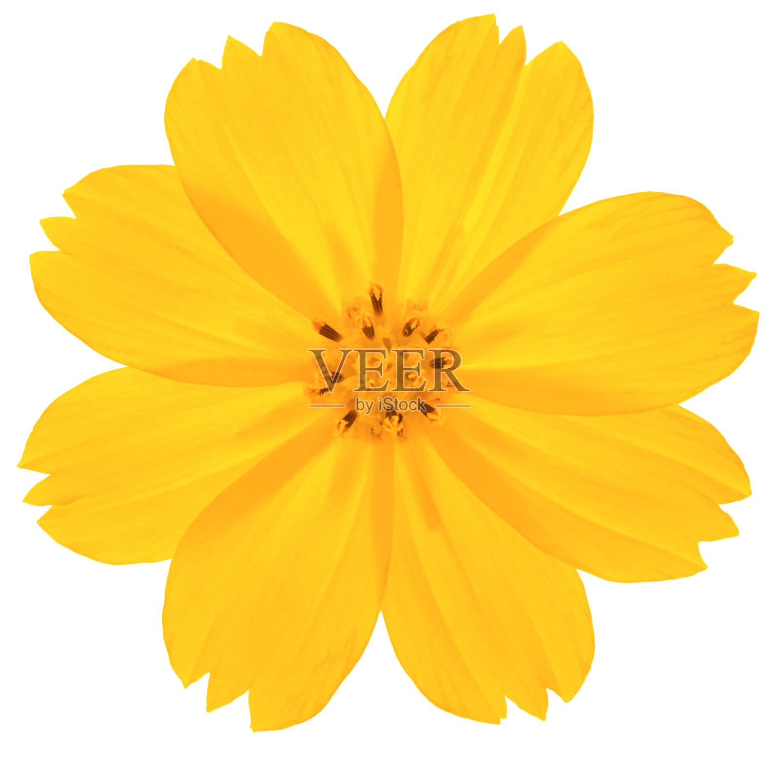 菊花。照片摄影图片