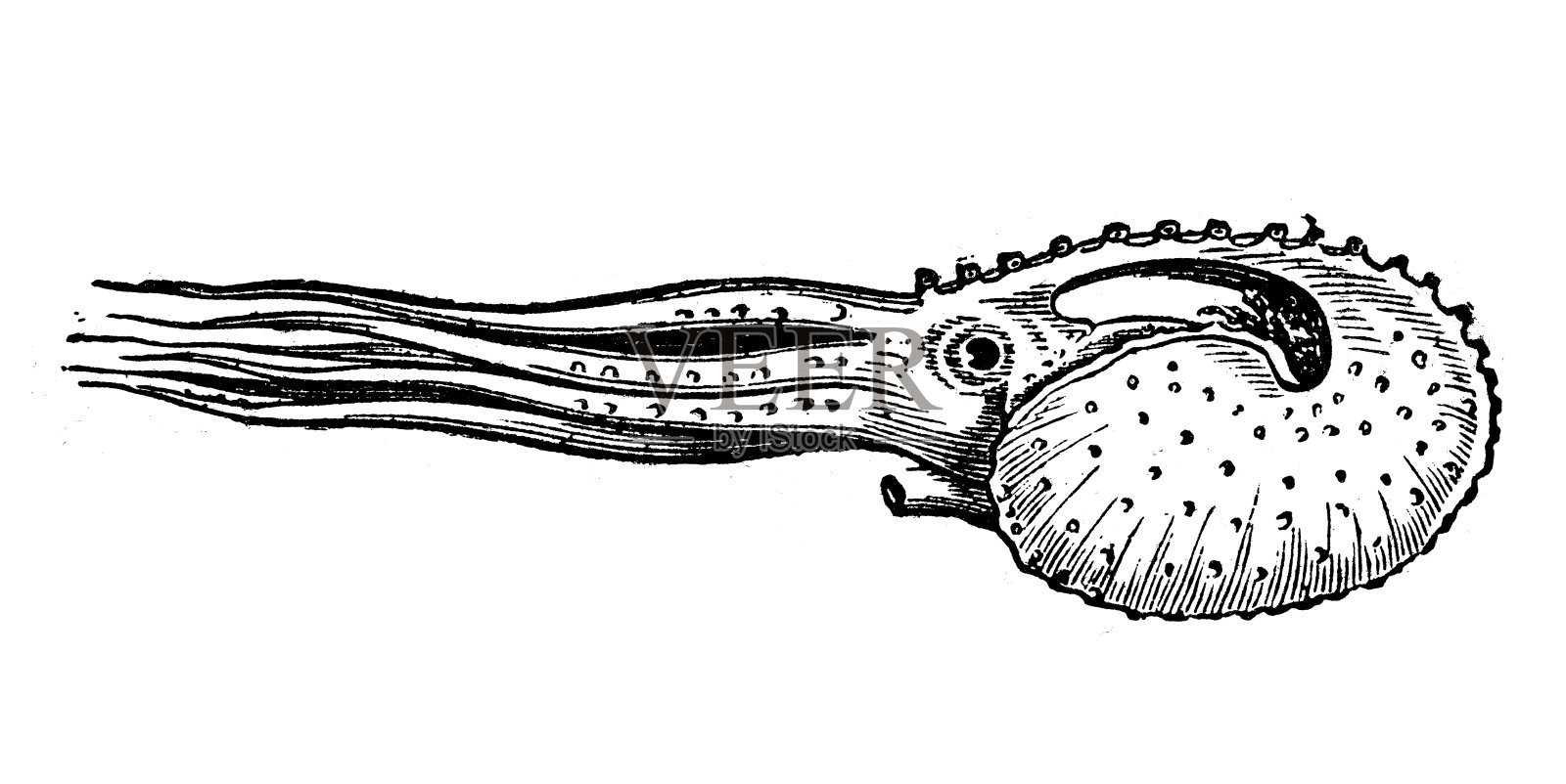 古代Argonauta argo插图(更大的argonaut)插画图片素材