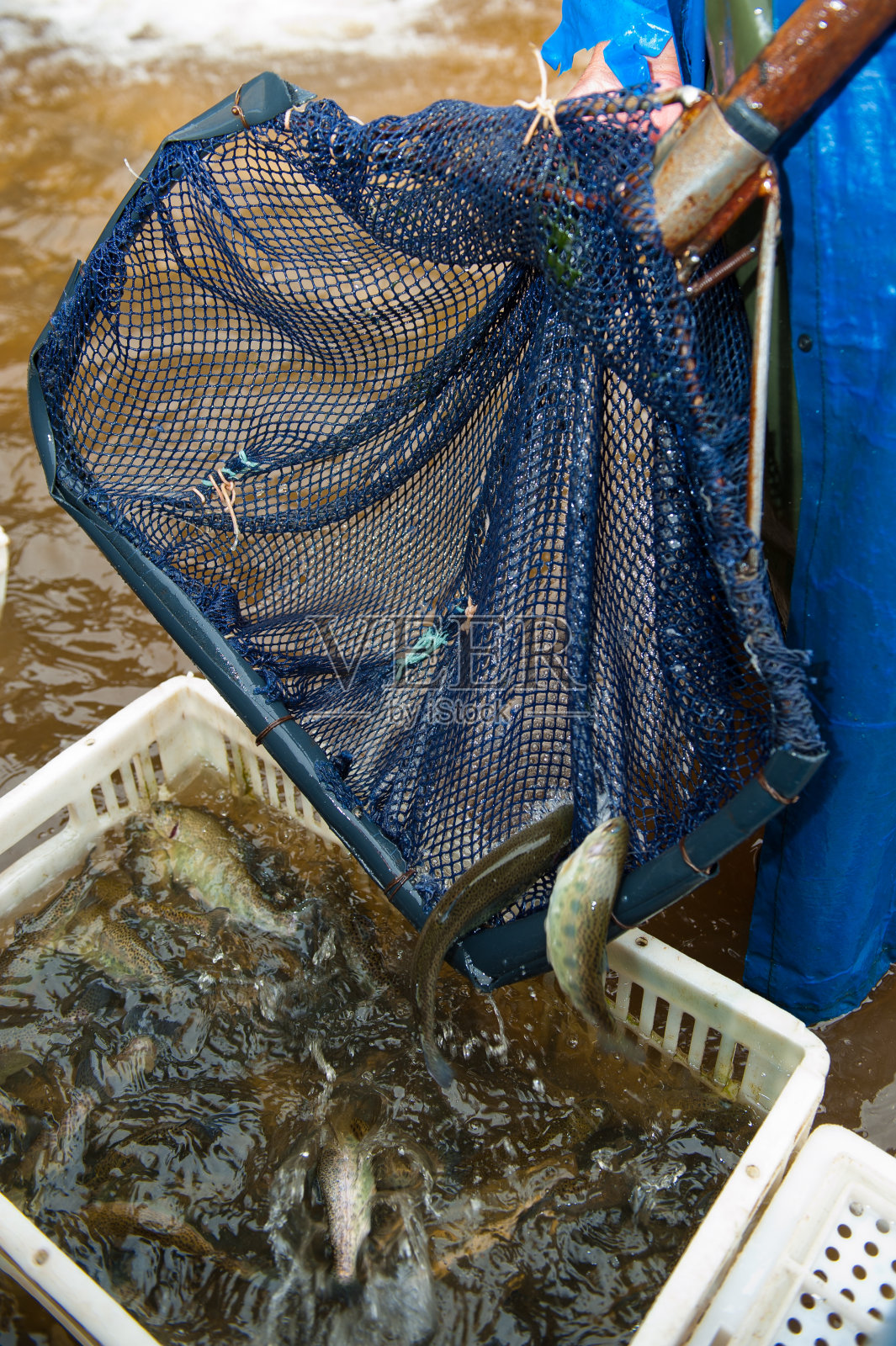 鳟鱼养殖(Oncorhyncus mykiss)照片摄影图片