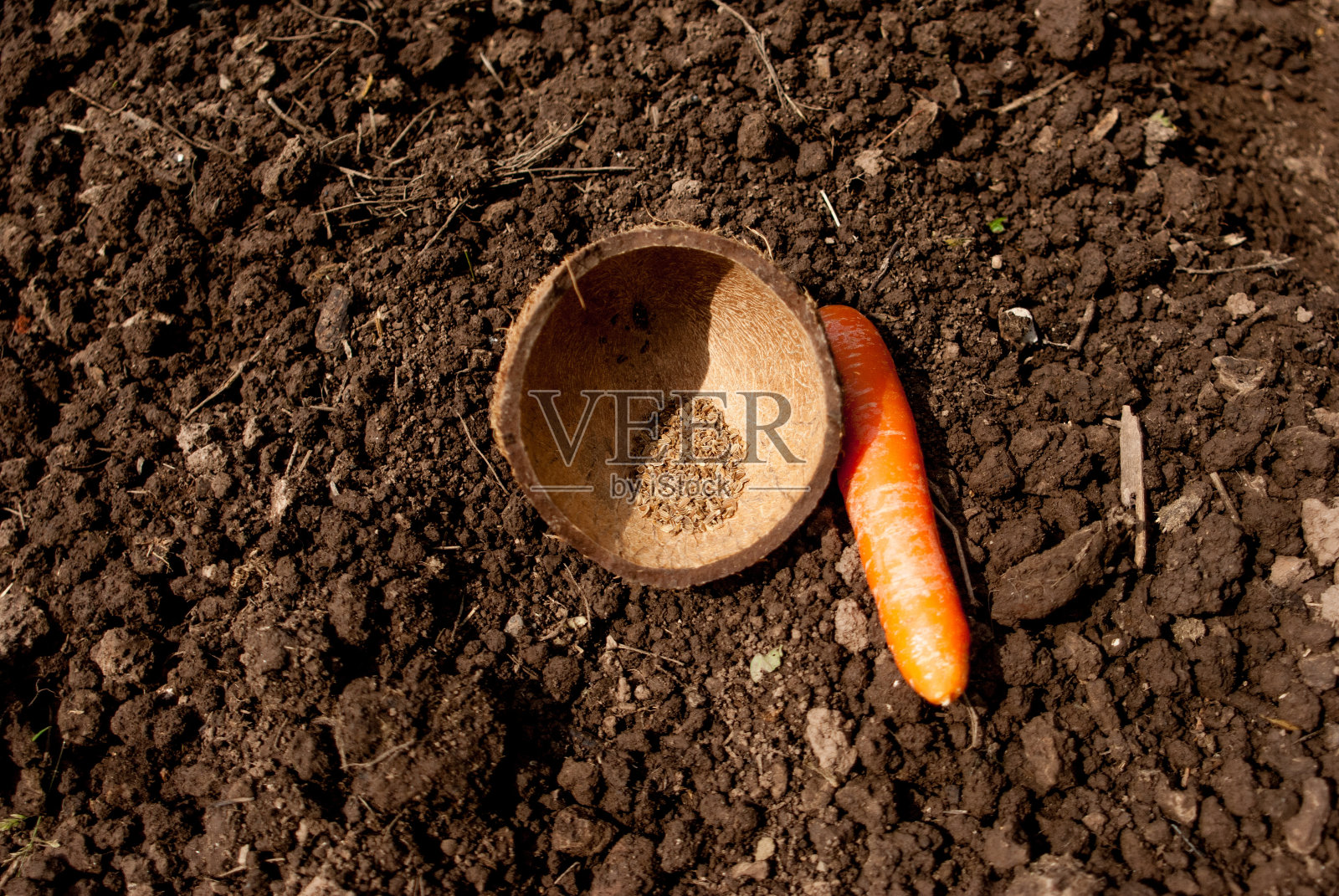 播种胡萝卜照片摄影图片