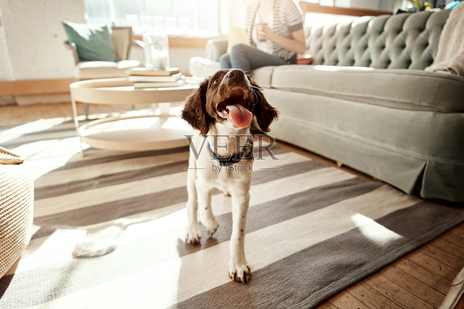 Im-paws-itively可爱照片摄影图片