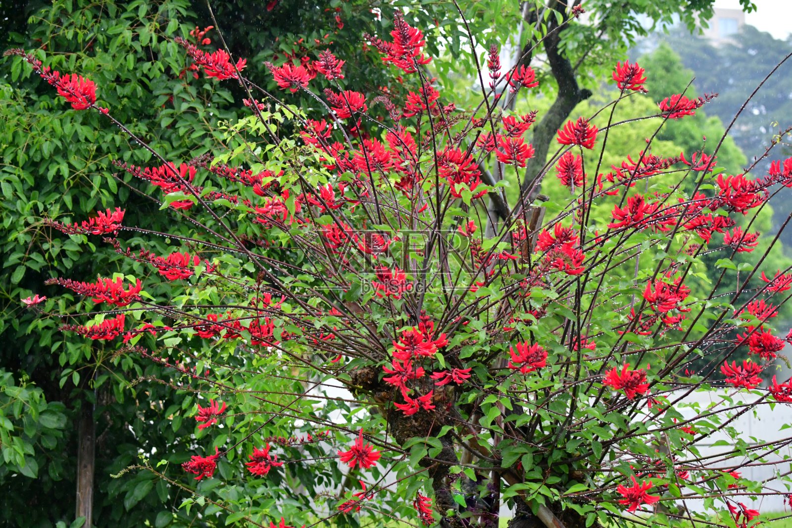 刺桐x Bidwillii /珊瑚树花照片摄影图片