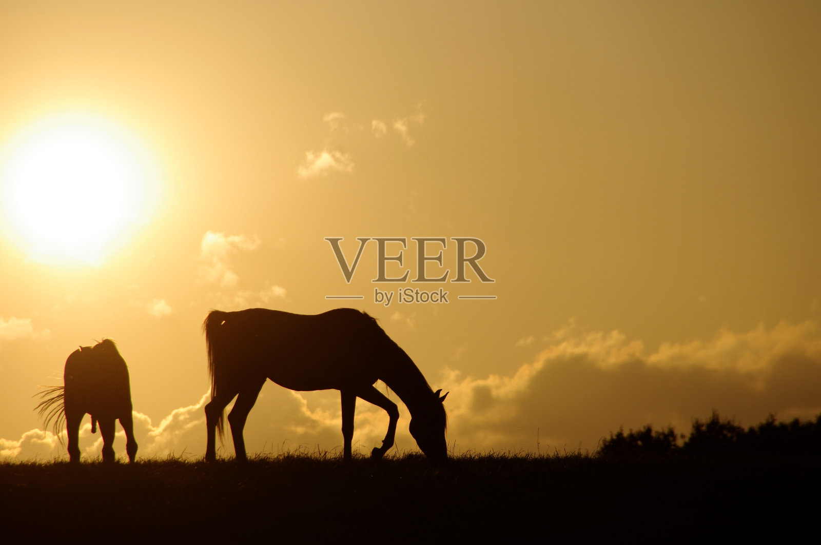 日落时放牧的马照片摄影图片