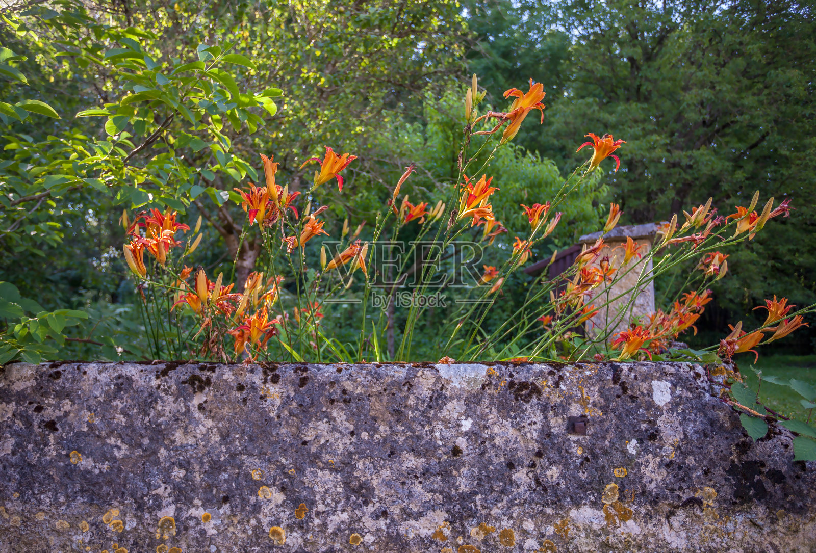 法国乡村围墙花园中的Montbretia花。照片摄影图片