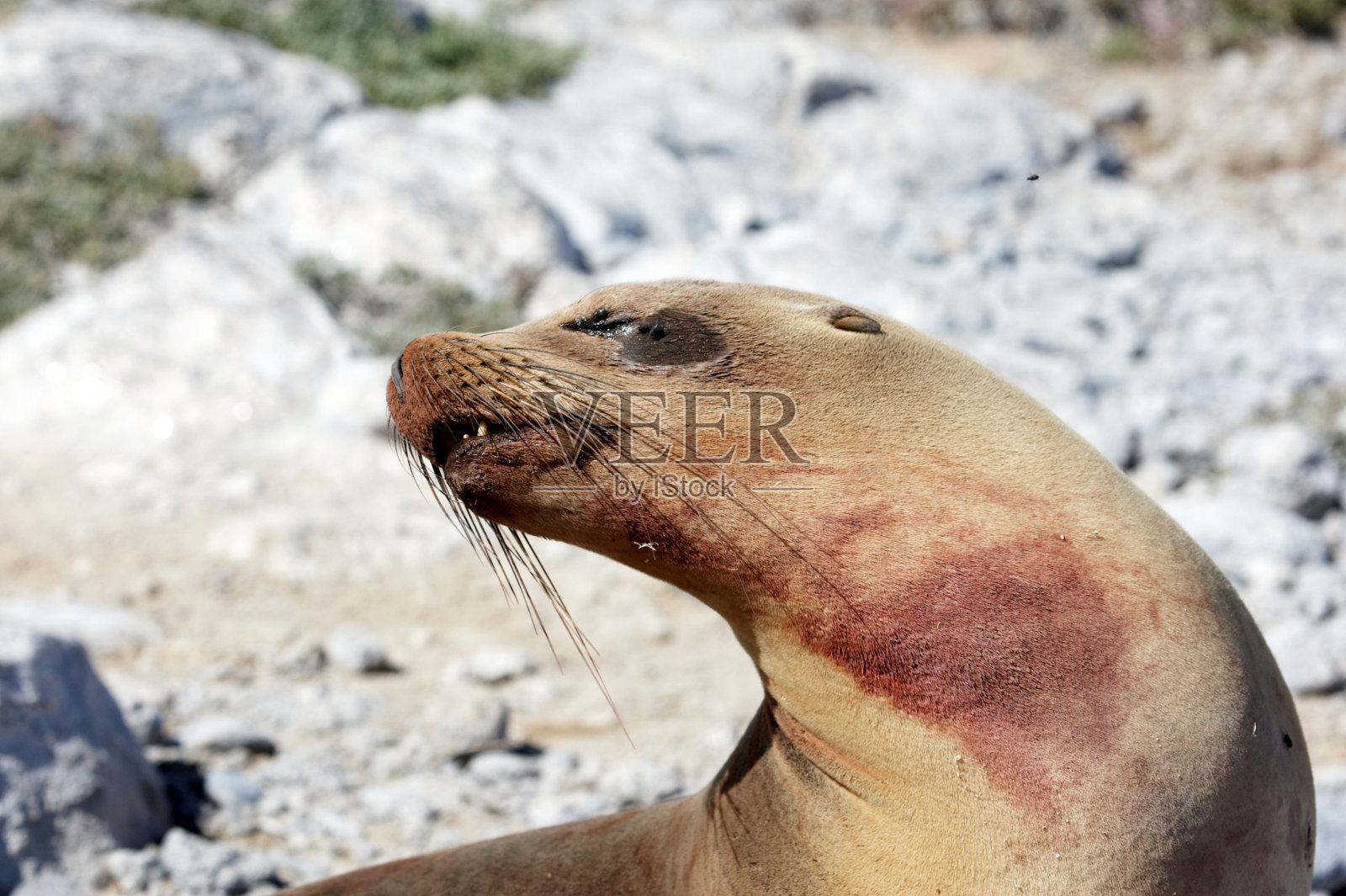 加拉帕戈斯海狮母亲生下的血照片摄影图片