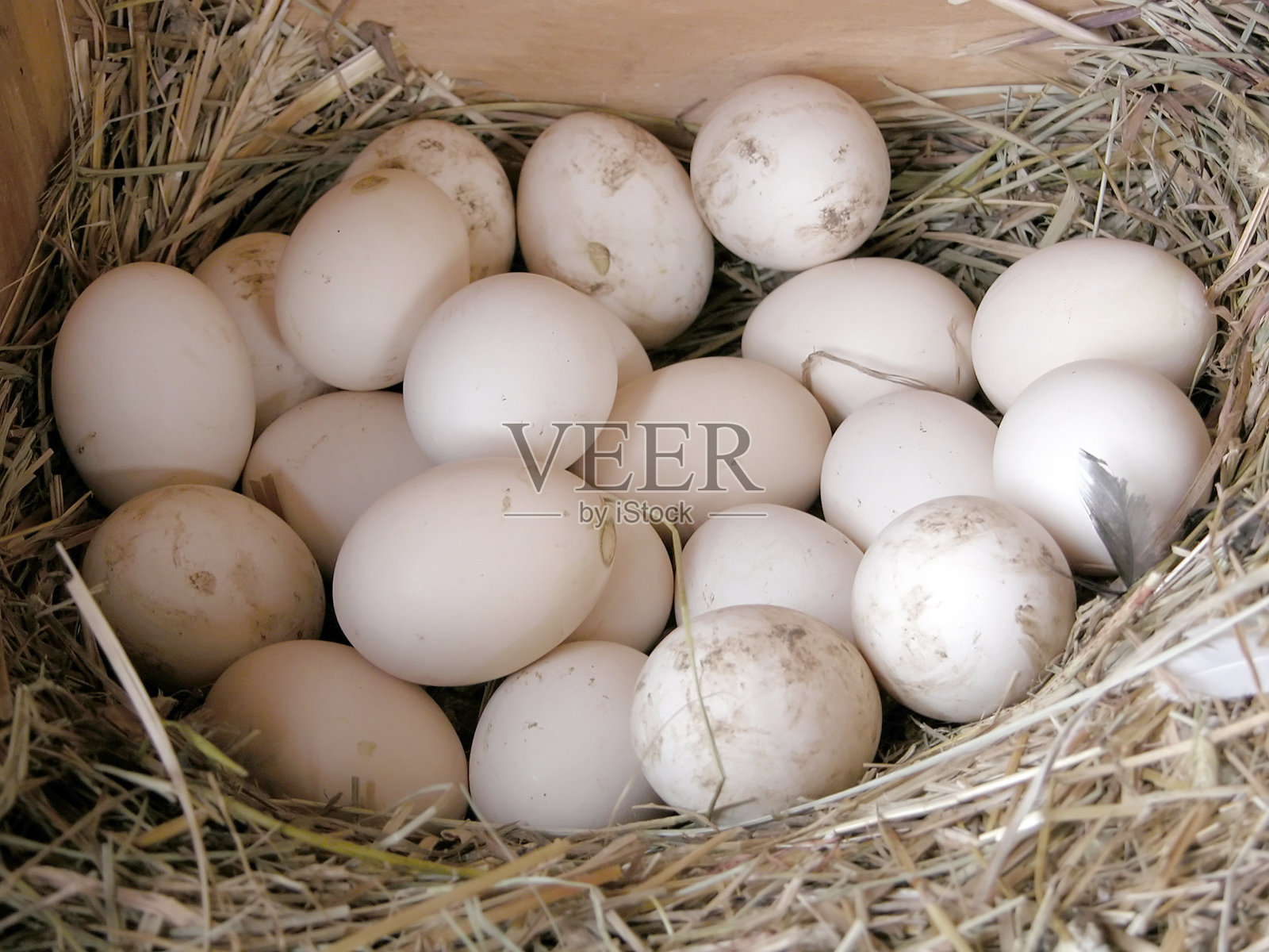 自由放养的鸡蛋照片摄影图片