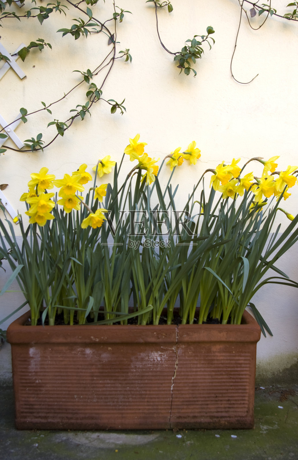 黄色花盆照片摄影图片