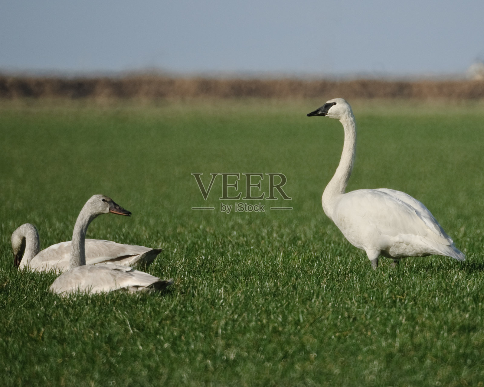 成年号手天鹅和两只幼天鹅照片摄影图片