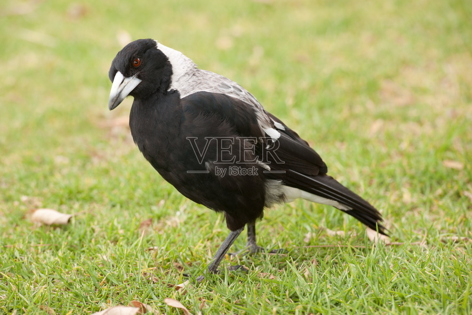 澳洲喜鹊，Gymnorhina Tibicen (XXXL)照片摄影图片