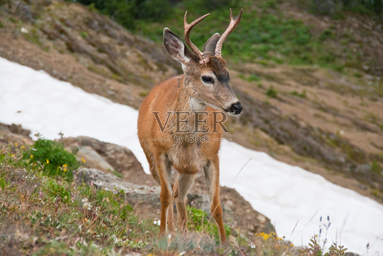 小黑尾鹿站在草地上照片摄影图片