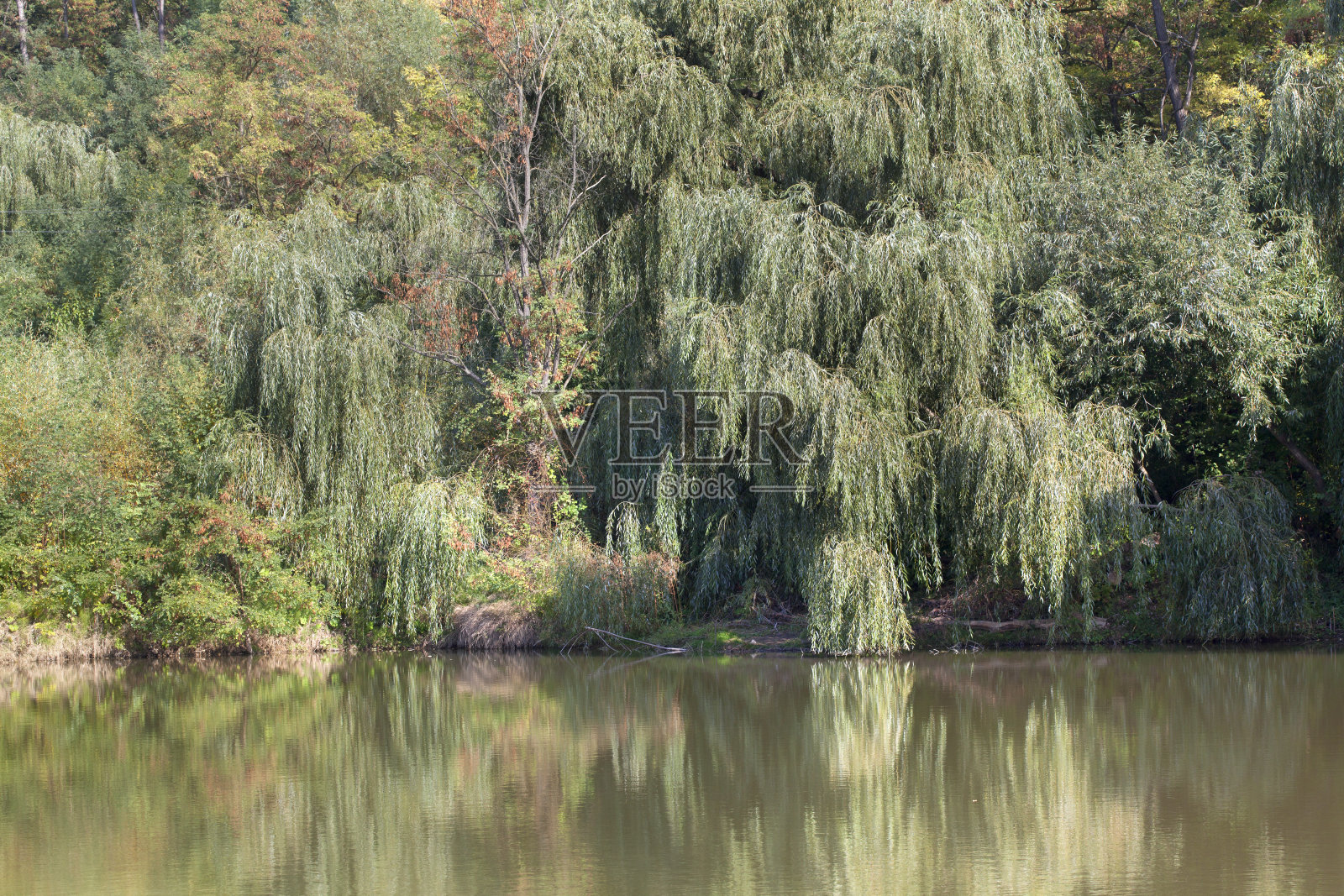 湖附近的森林照片摄影图片