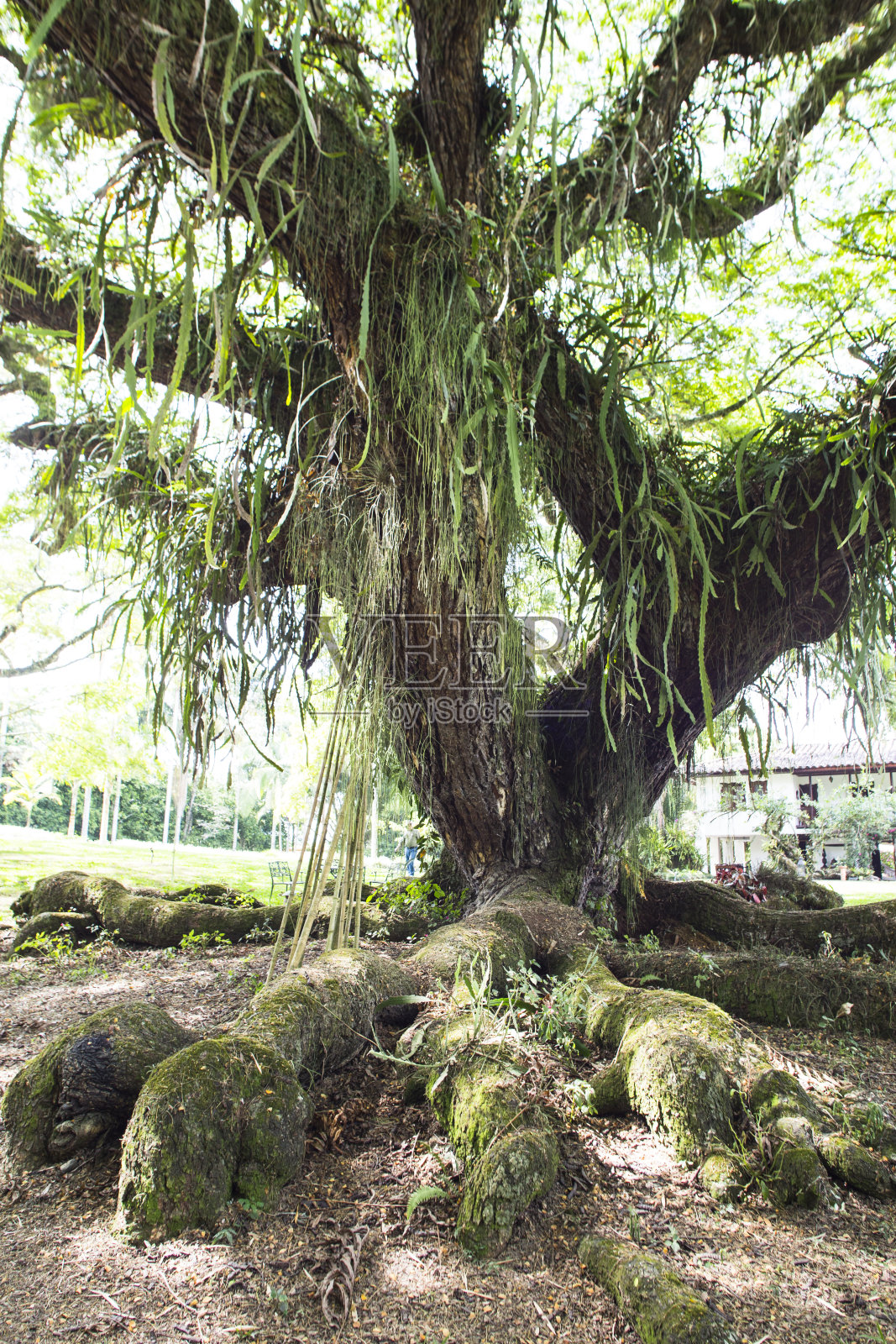 树7照片摄影图片