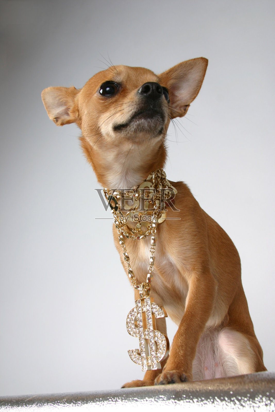 戏剧性的狗照片摄影图片