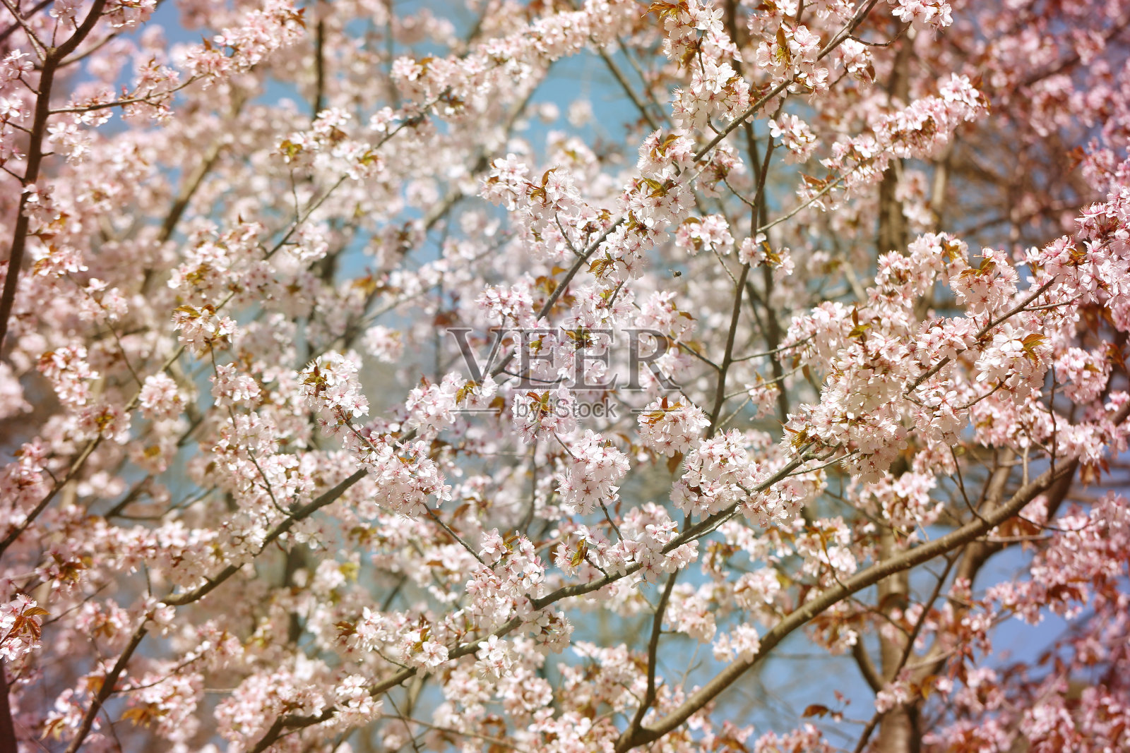 背景樱花照片摄影图片