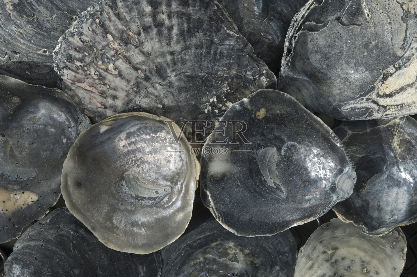 黑色的贝壳照片摄影图片