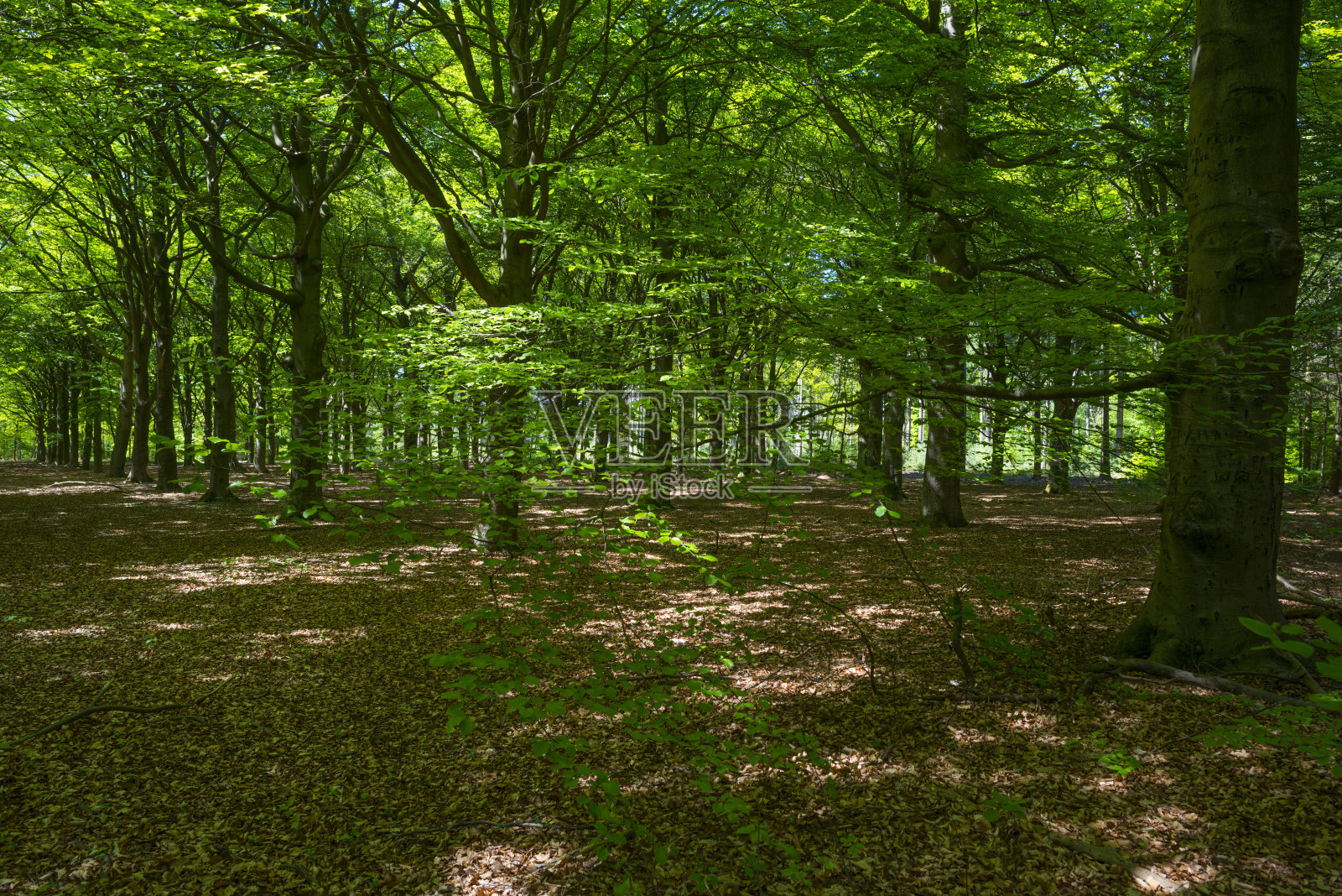 春天阳光下的森林照片摄影图片