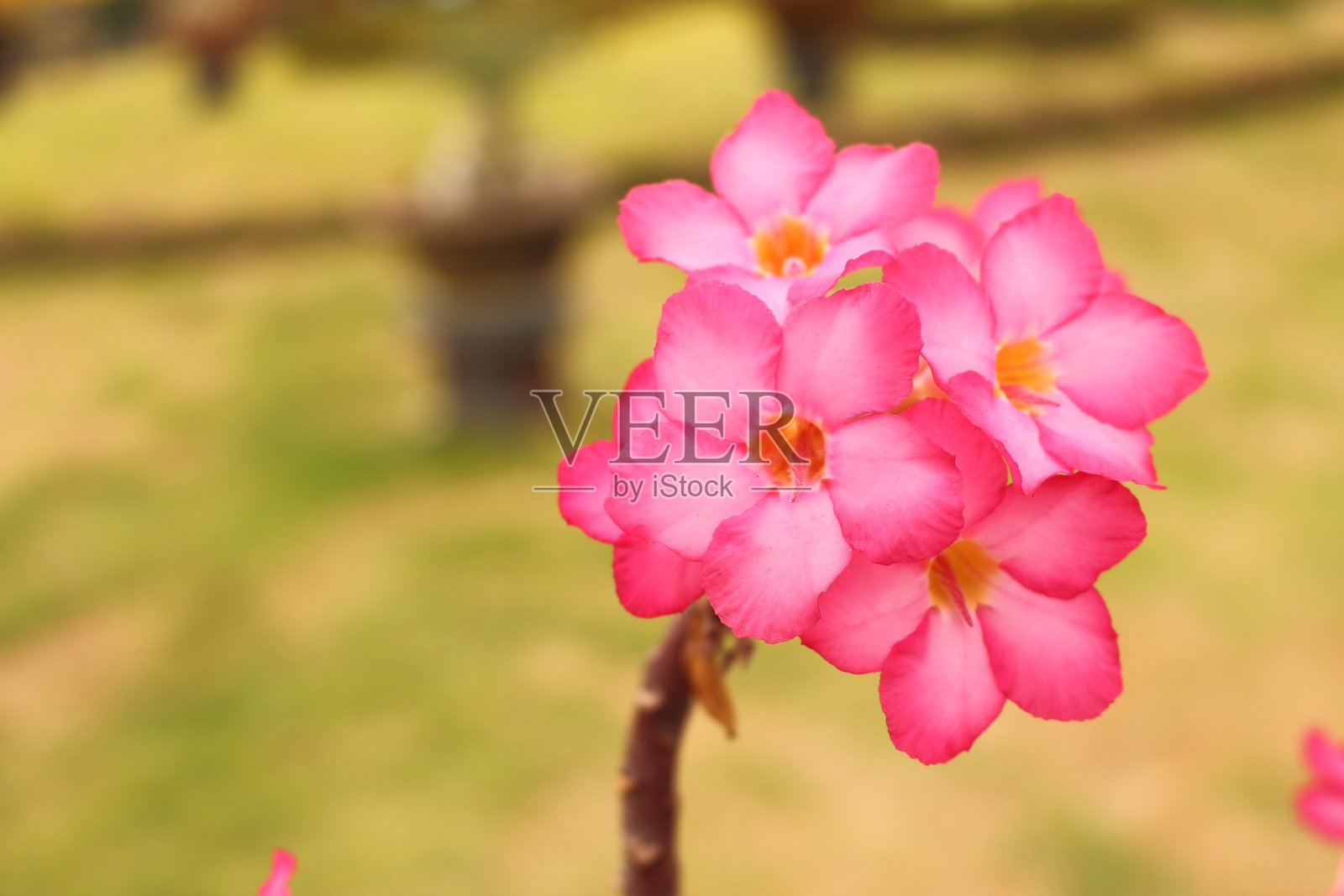 粉红色的沙漠花在花园里盛开照片摄影图片