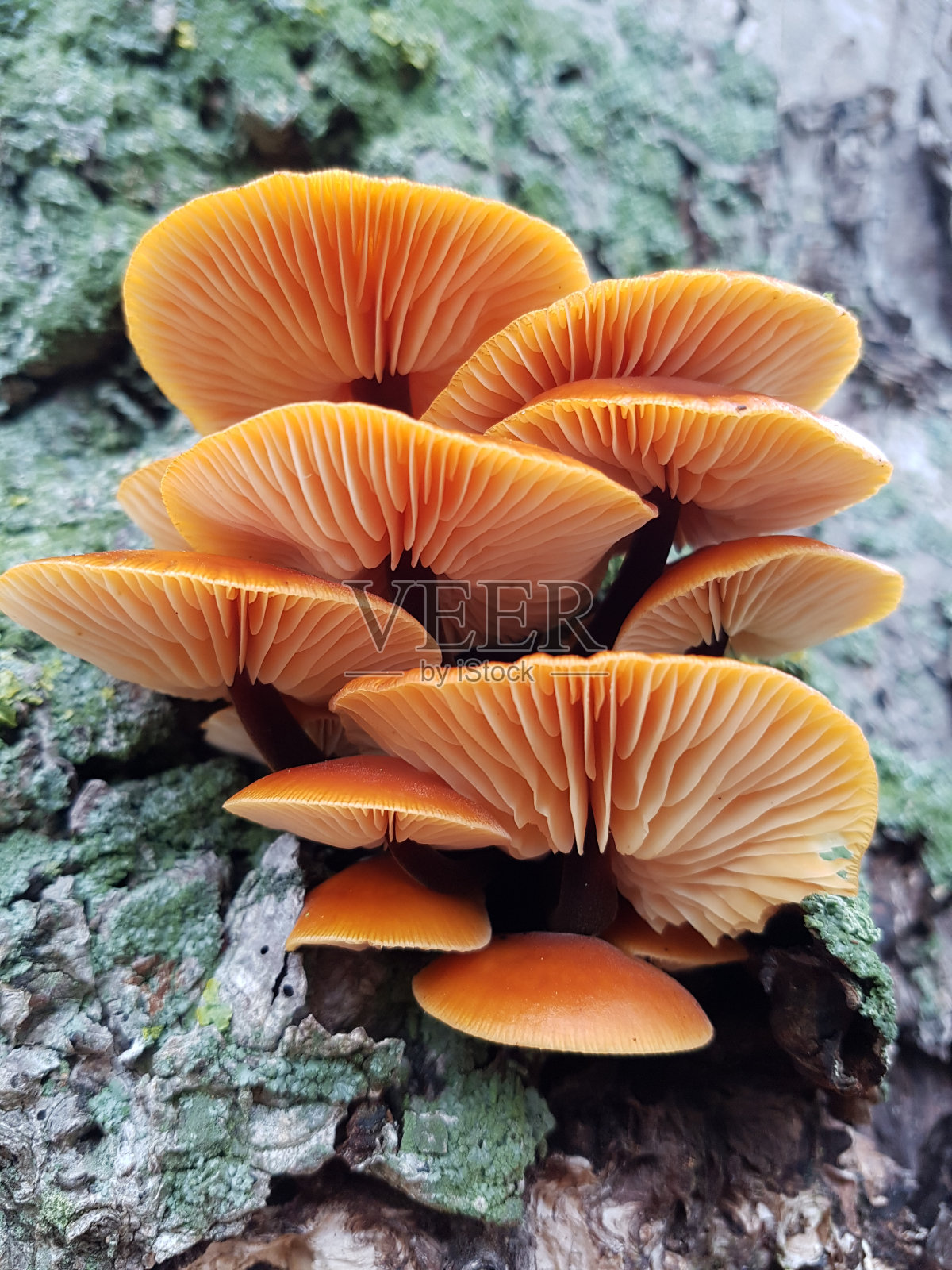 树皮上的蘑菇照片摄影图片