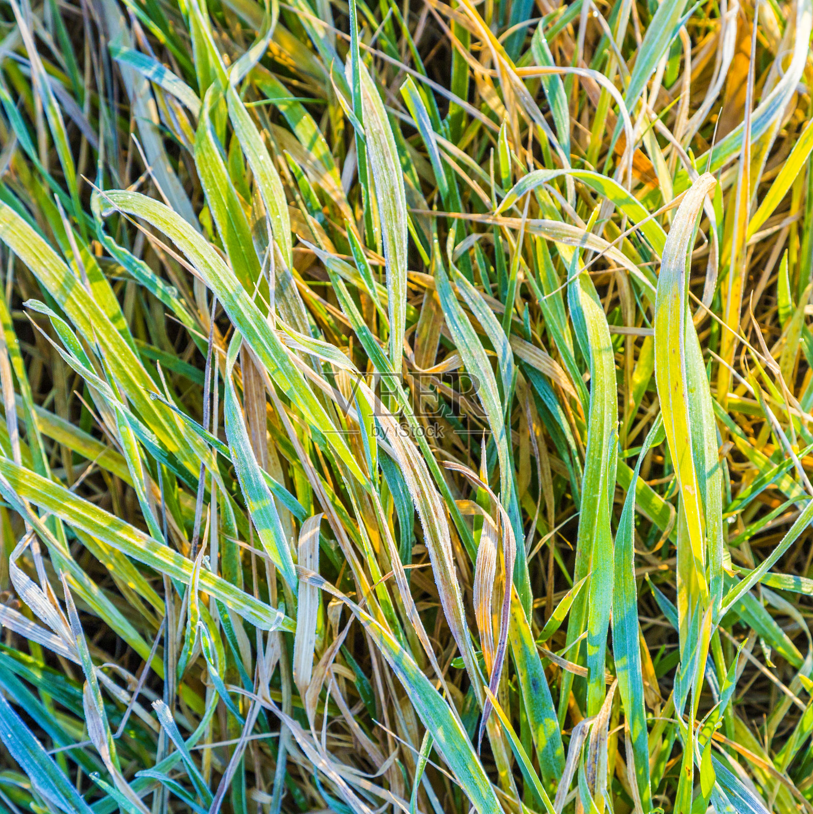 在深秋的绿色冻草的特写照片摄影图片