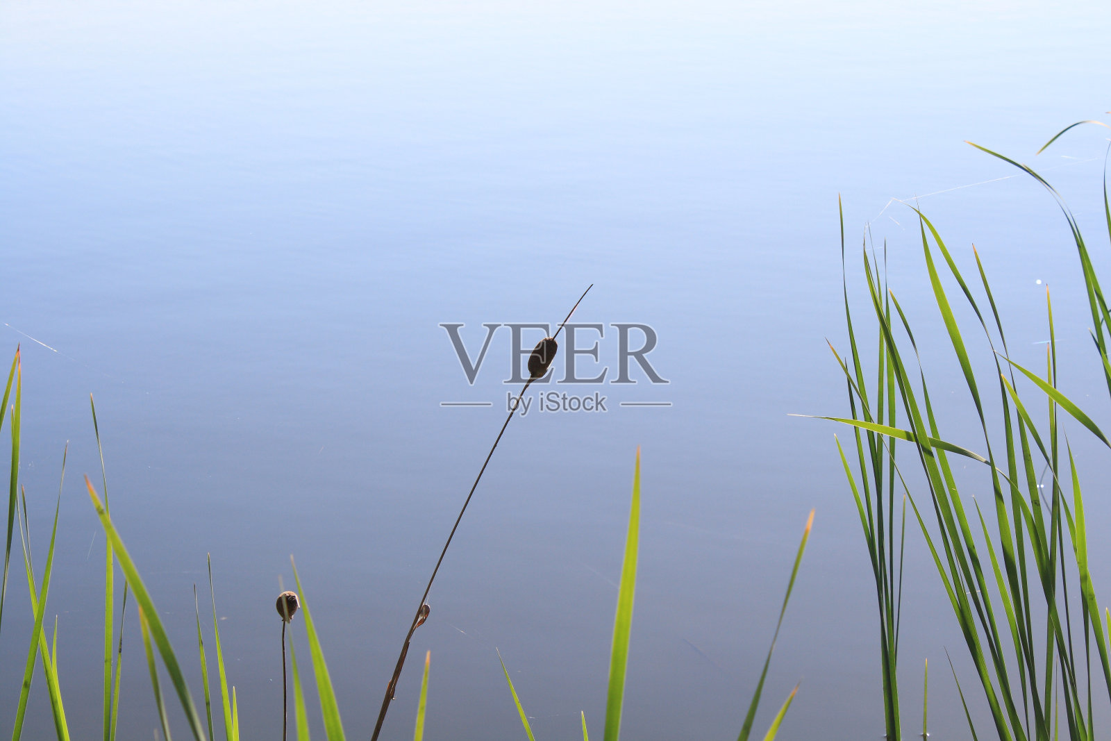 里德和水照片摄影图片