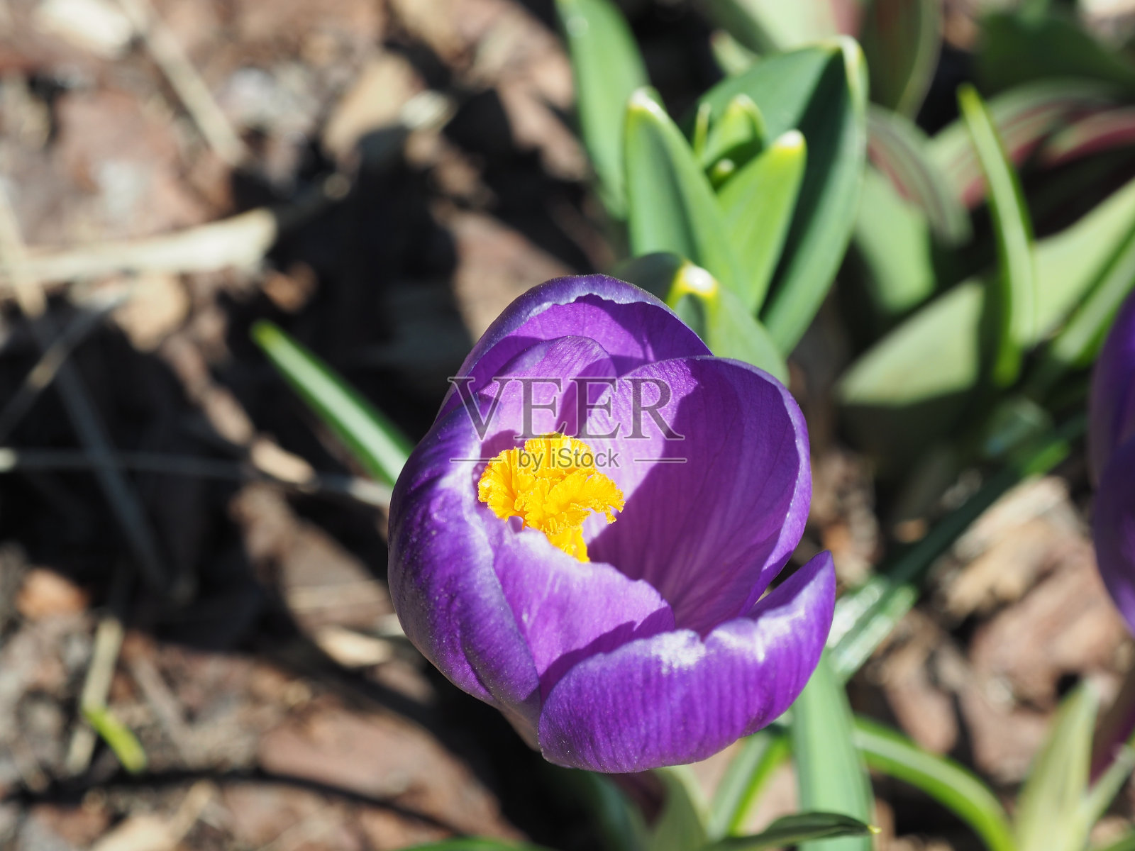 春天盛开的野生藏红花。宏照片摄影图片