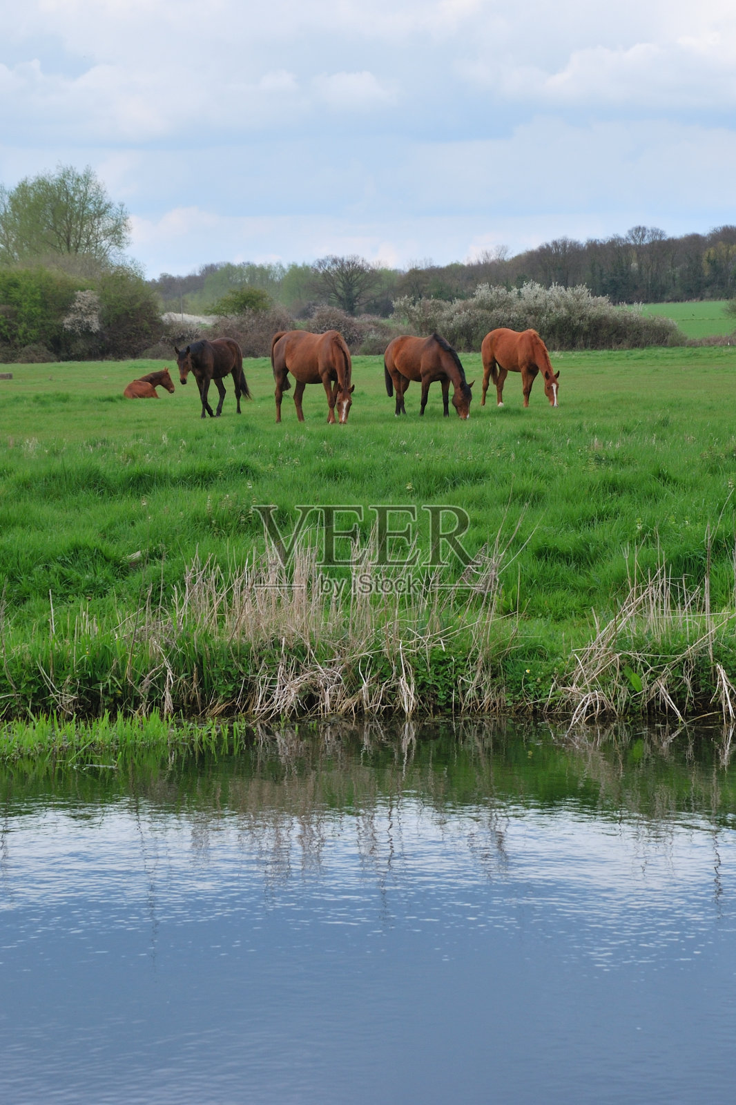 马在田野与河流照片摄影图片