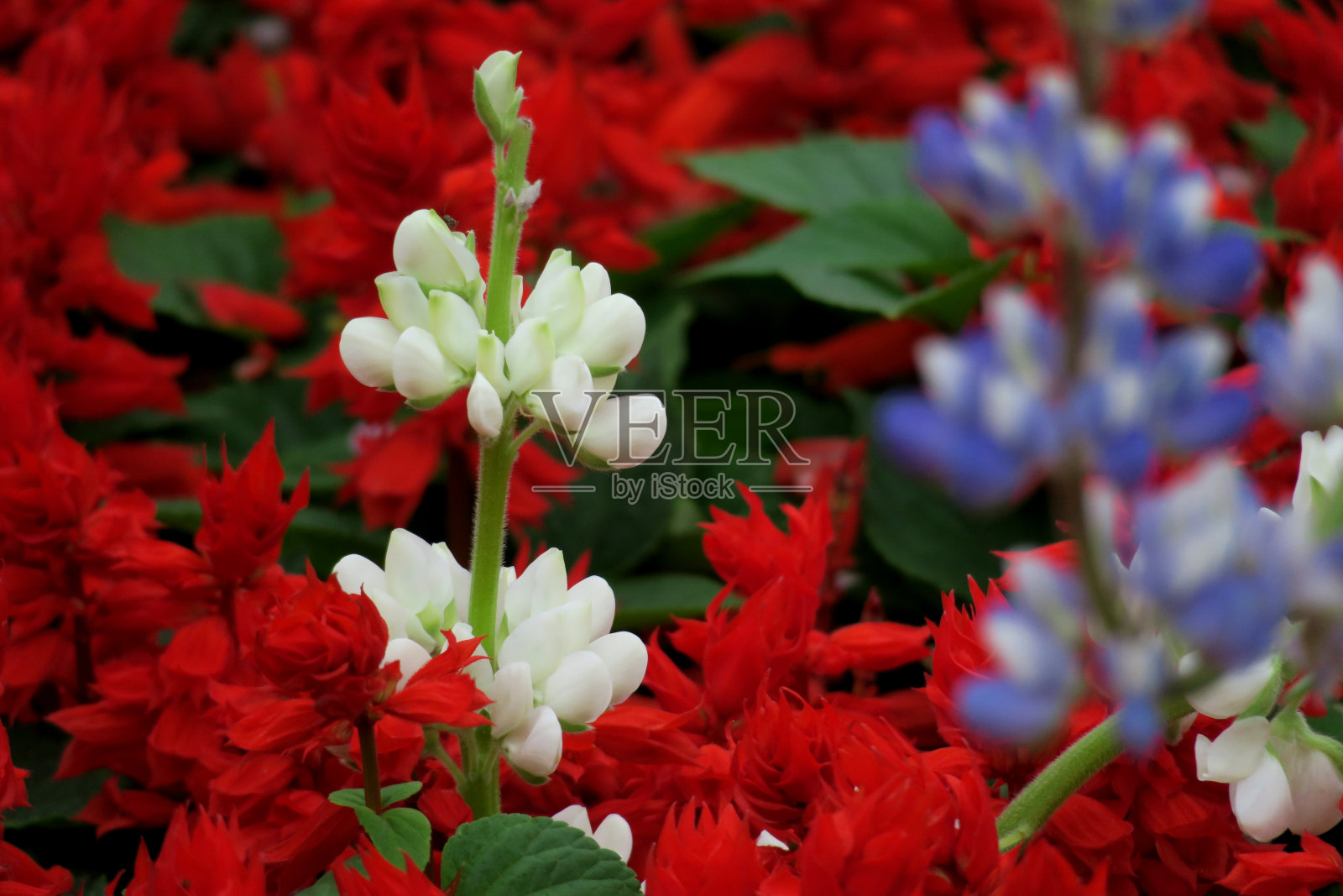 春天里的红白花朵照片摄影图片