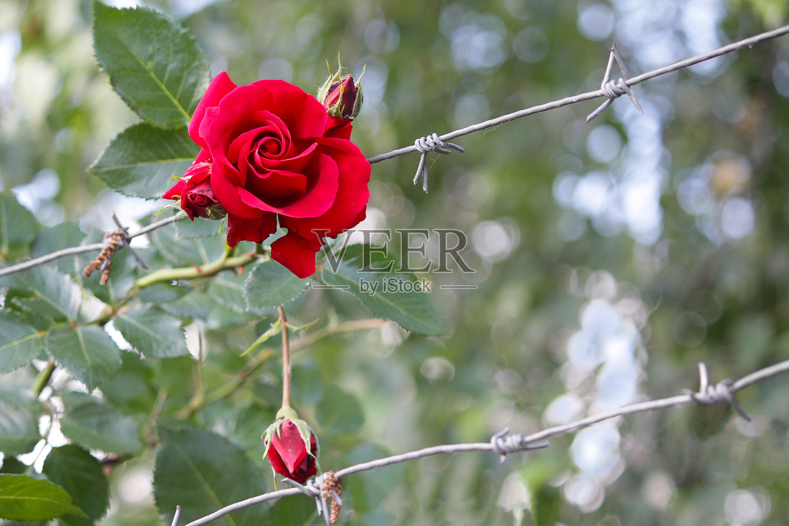 红玫瑰和铁丝网。象征照片摄影图片