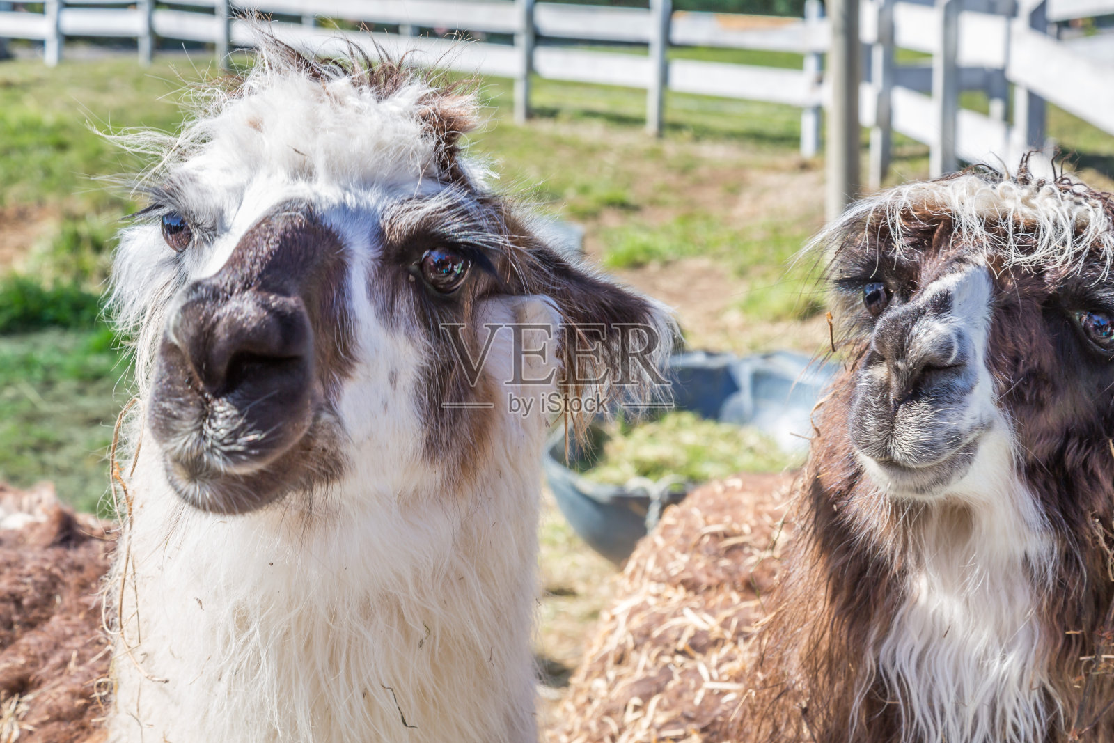巴塔哥尼亚的喇嘛照片摄影图片