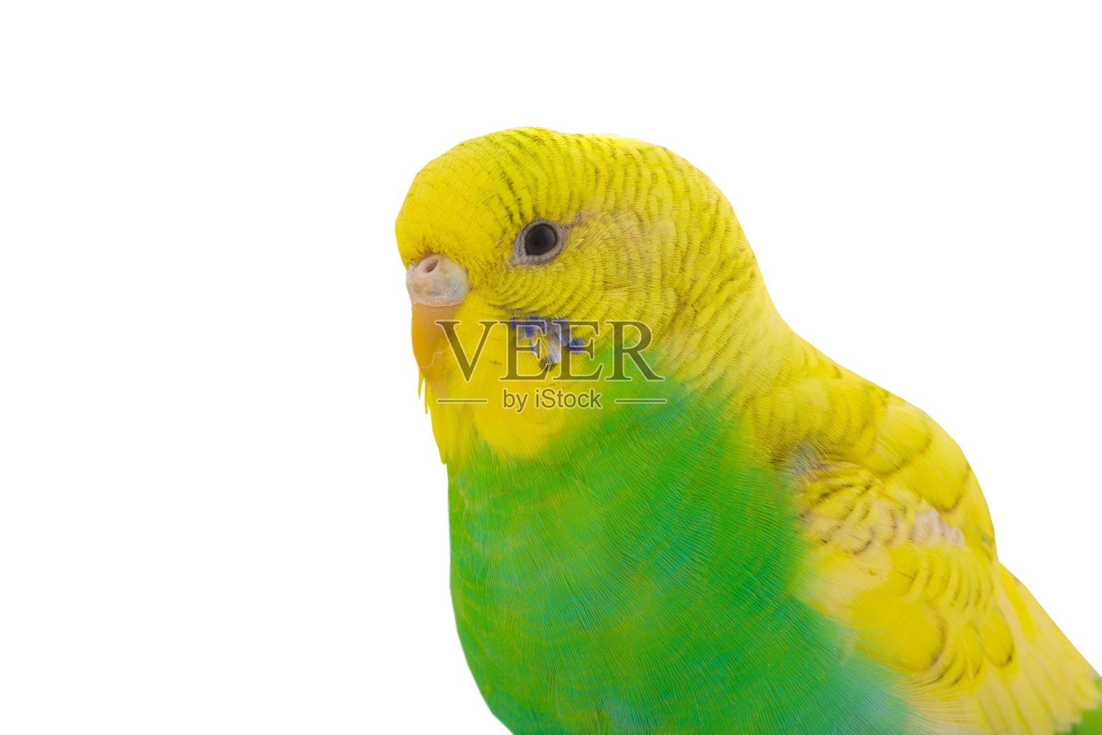 黄绿鹦鹉照片摄影图片