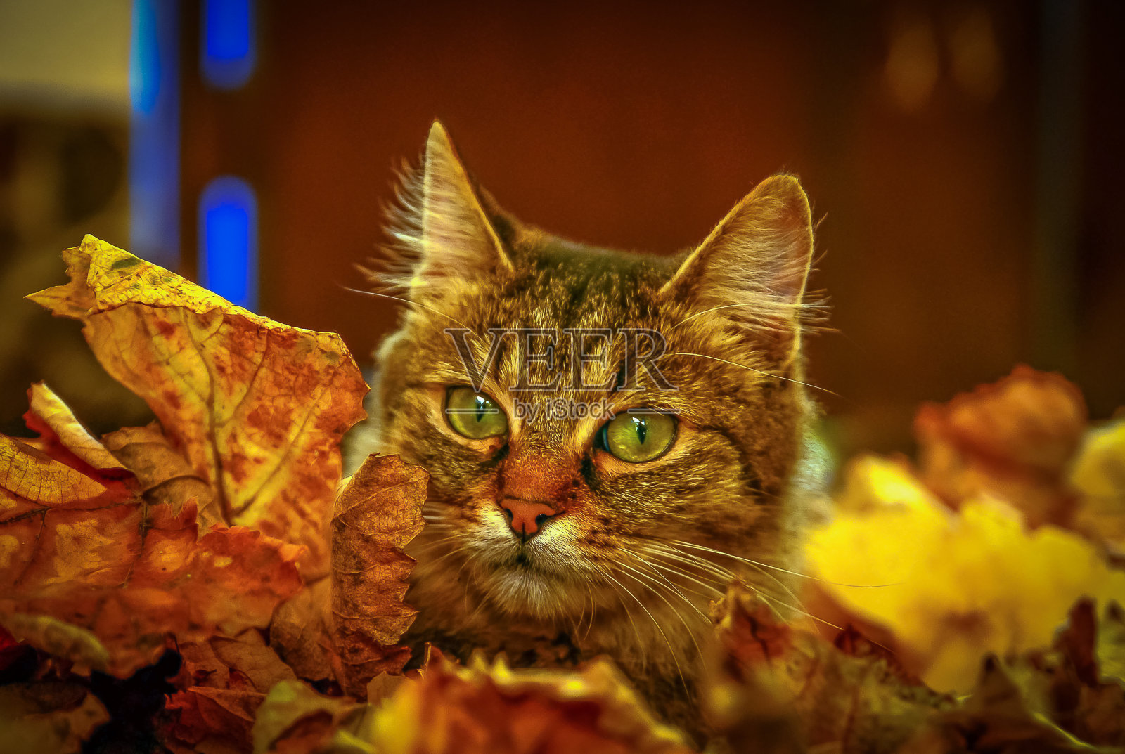 秋天不会让人失望照片摄影图片