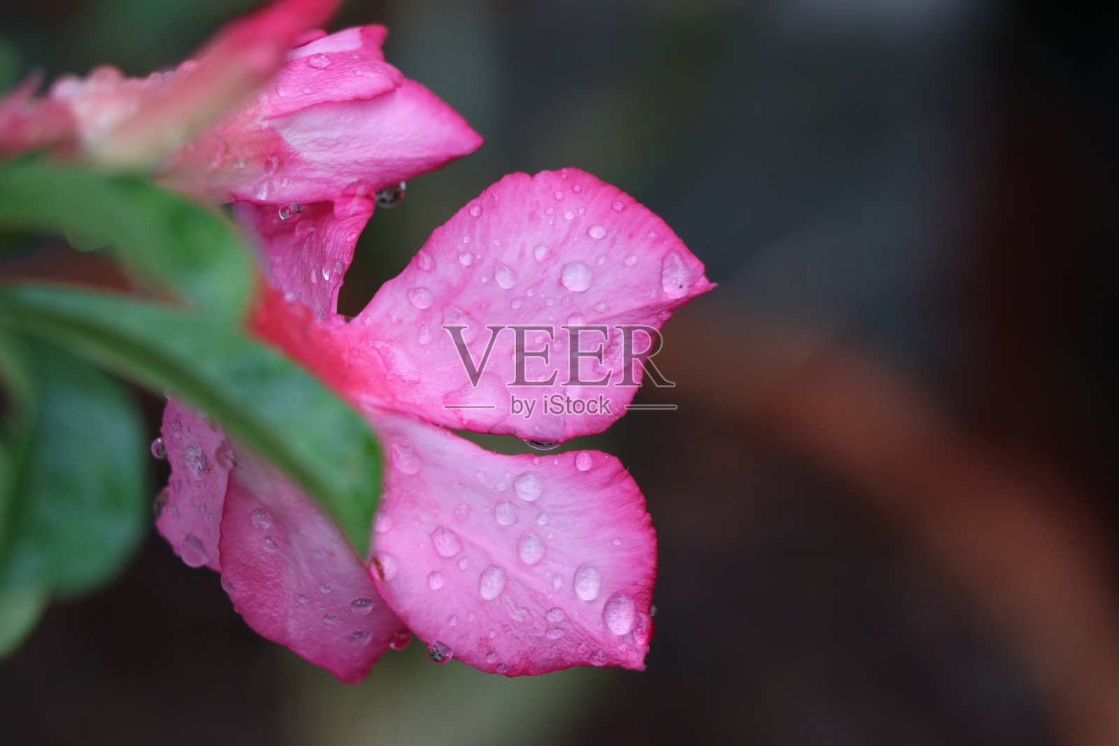 在沙漠中，玫瑰开着粉红色的花，树上有雨滴照片摄影图片