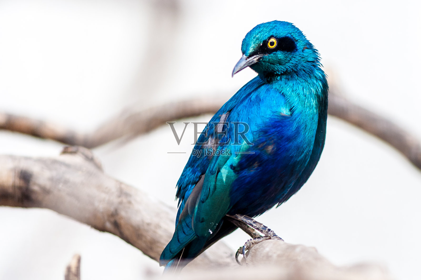 小蓝耳光泽照片摄影图片