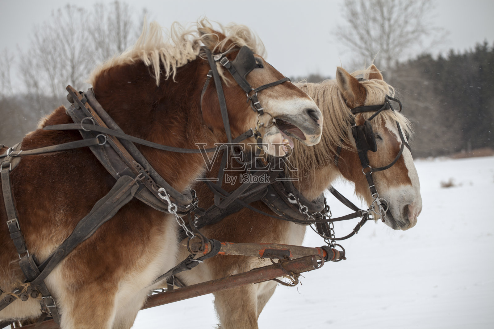 笑着的马照片摄影图片