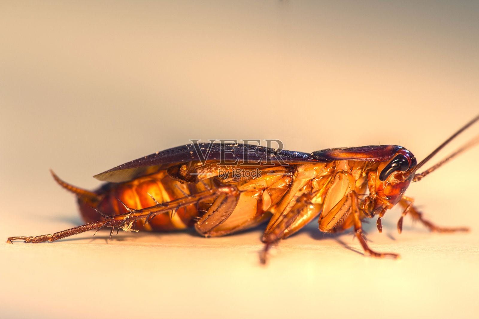 蟑螂照片摄影图片