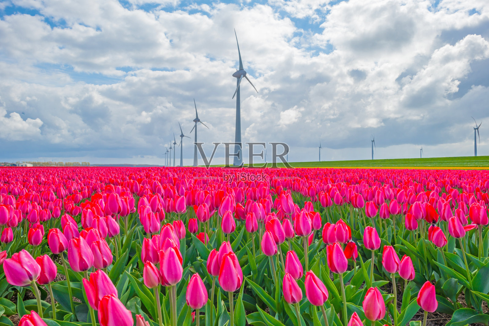 春天的蓝天下，郁金香盛开照片摄影图片