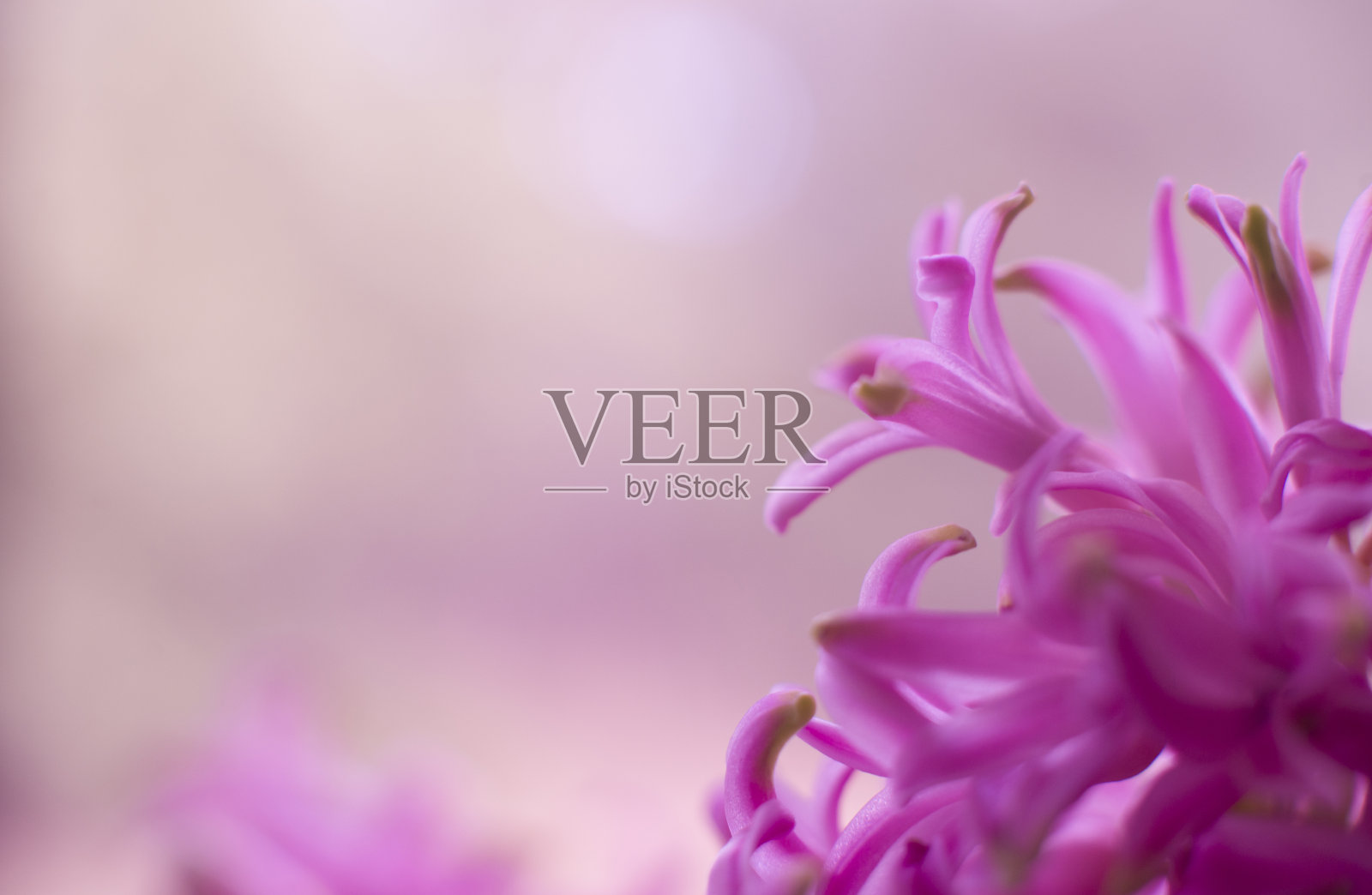 粉色风信子花宏照片摄影图片