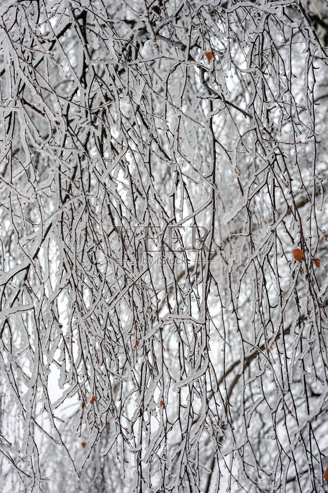 冰冻的分支照片摄影图片