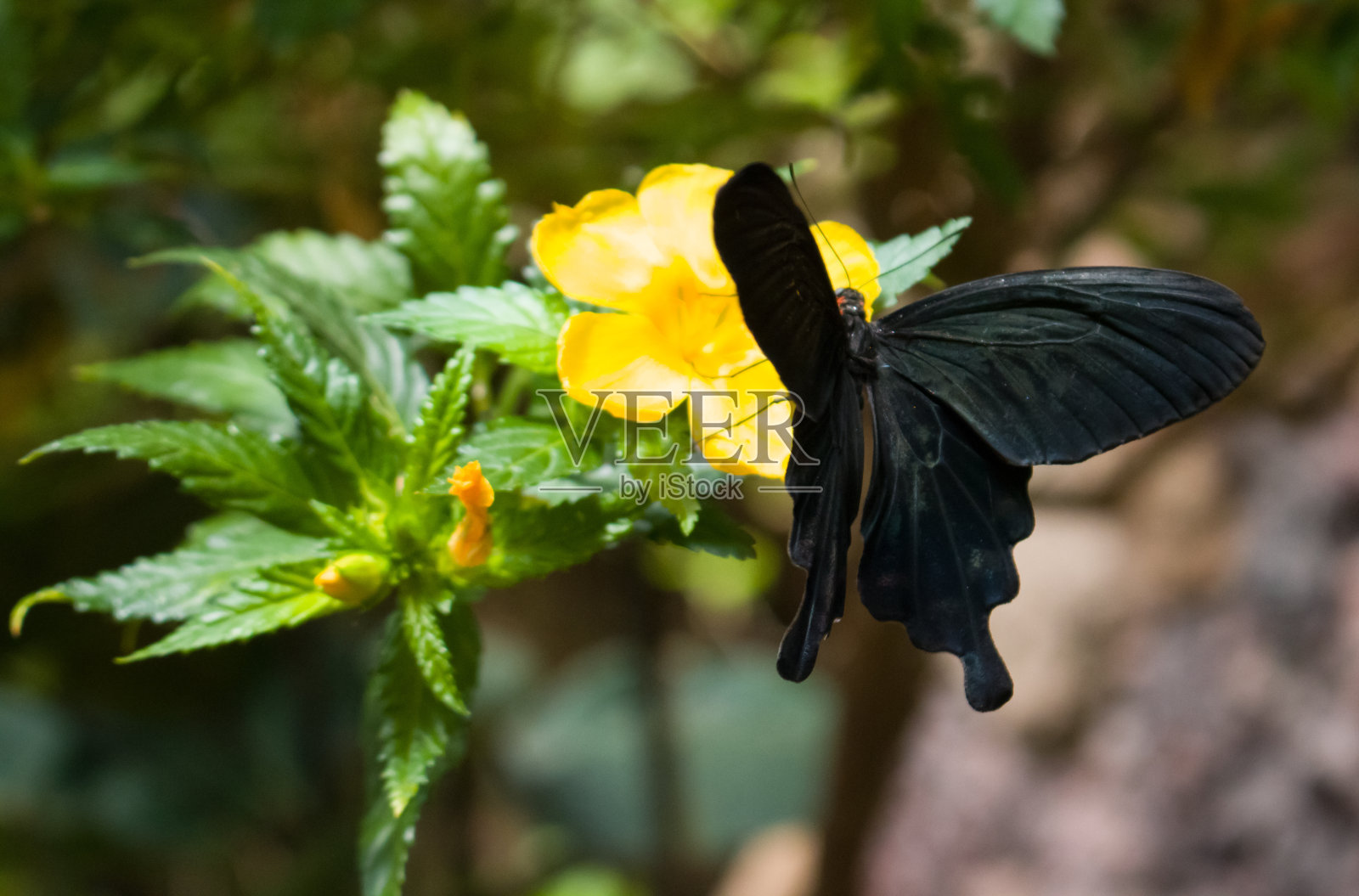 蝴蝶在花照片摄影图片