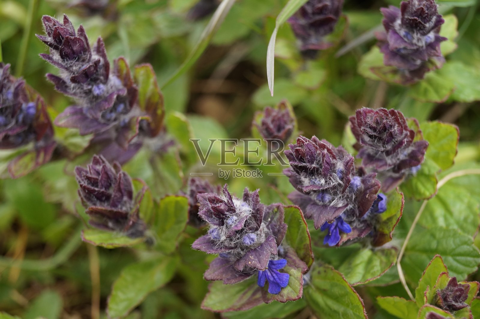 药用植物-蓝喇叭(Ajuga reptan)照片摄影图片