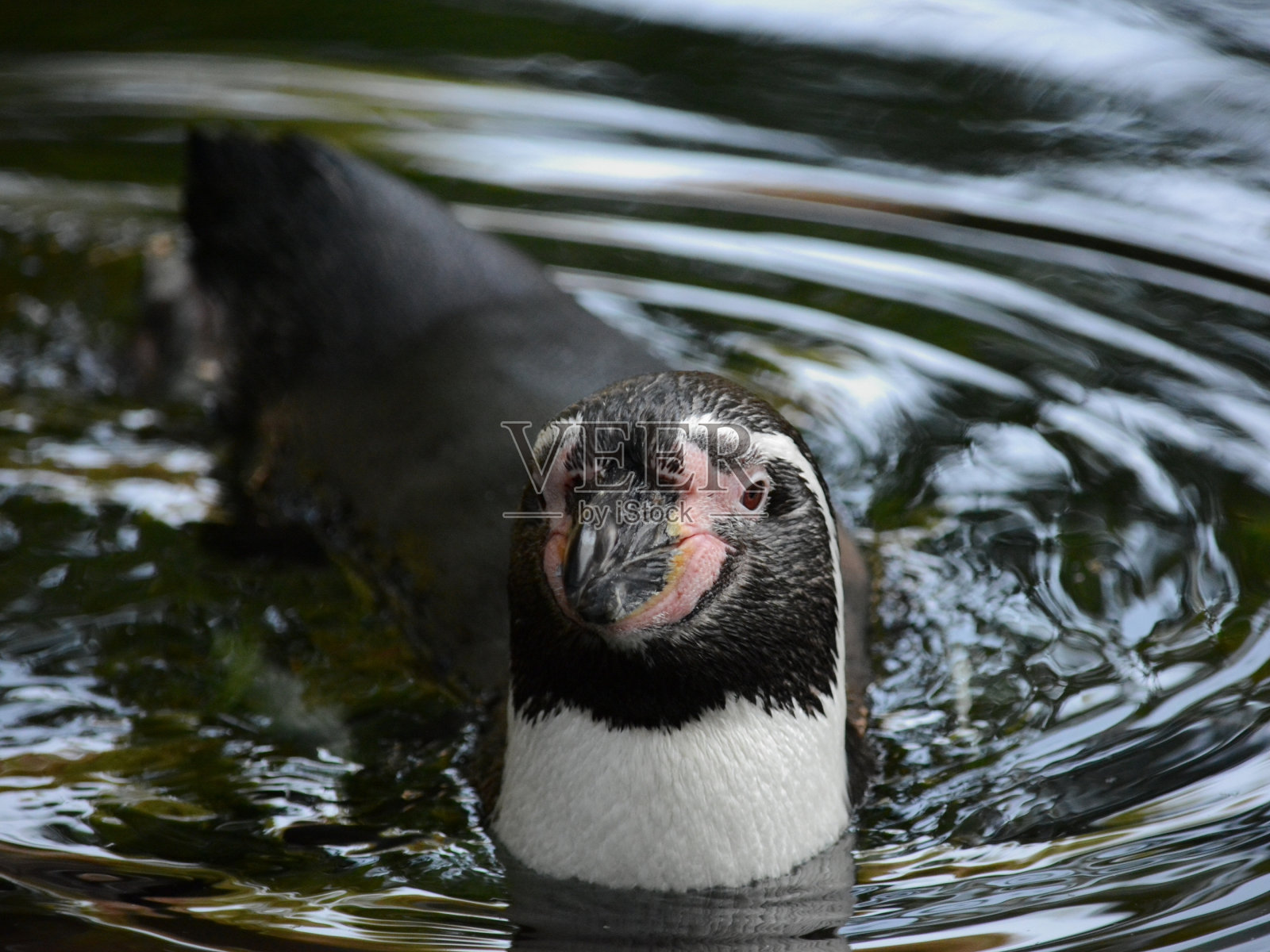 企鹅照片摄影图片