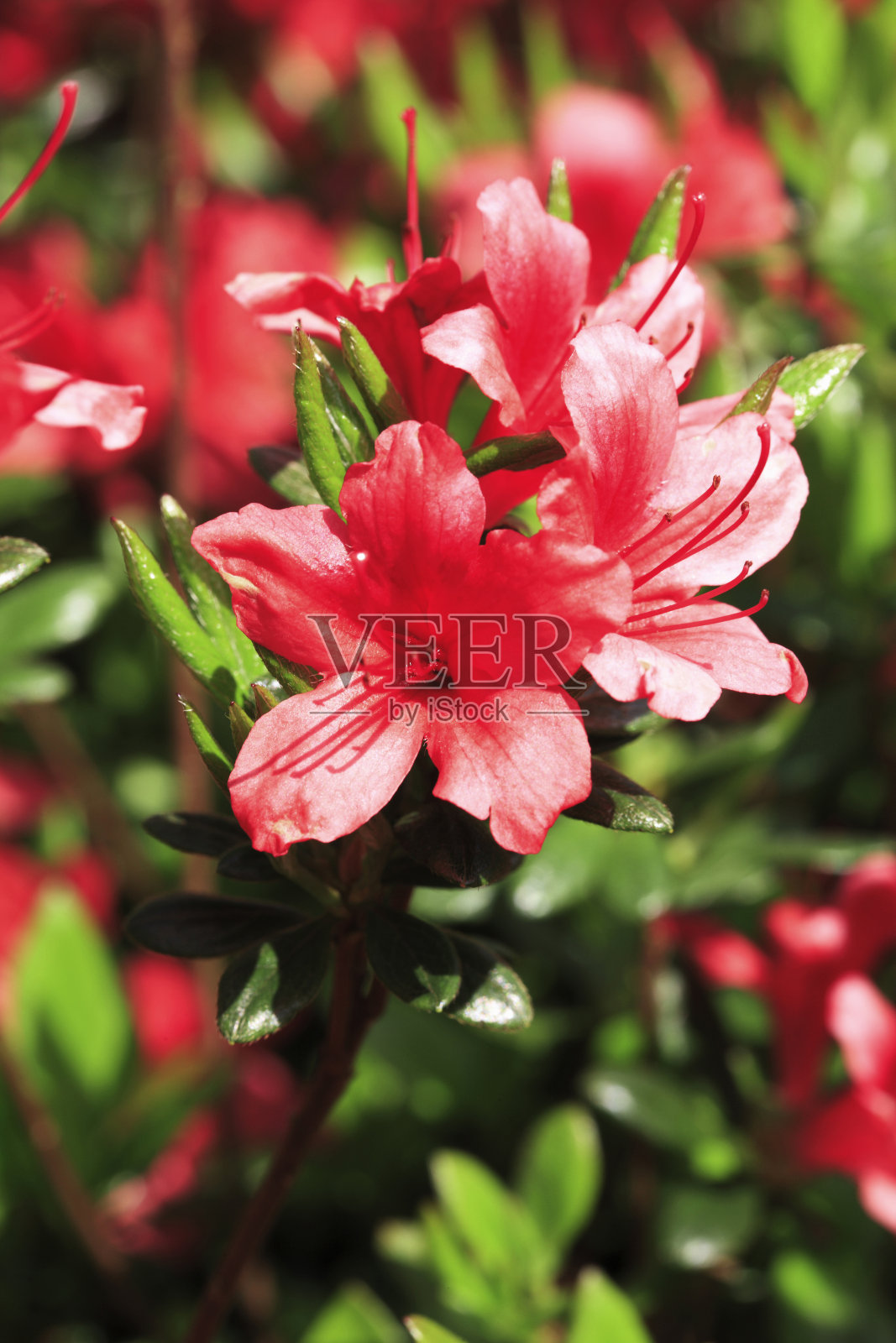 杜鹃花照片摄影图片