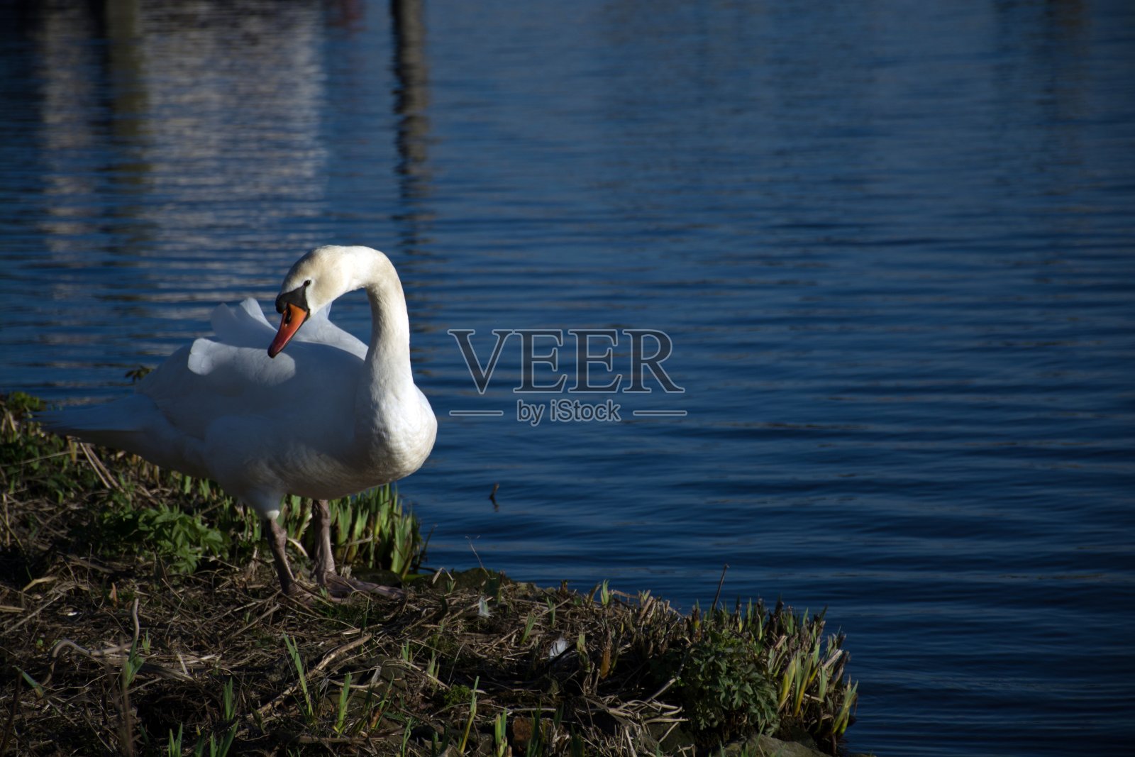 湖边站立的天鹅照片摄影图片