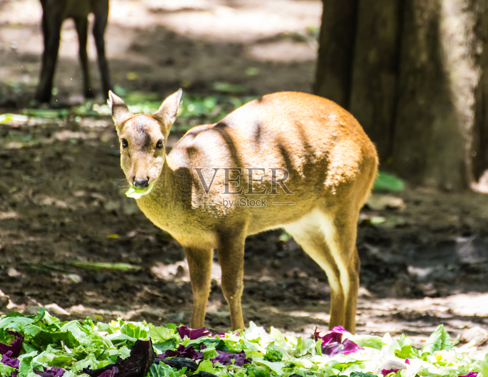 小鹿吃照片摄影图片