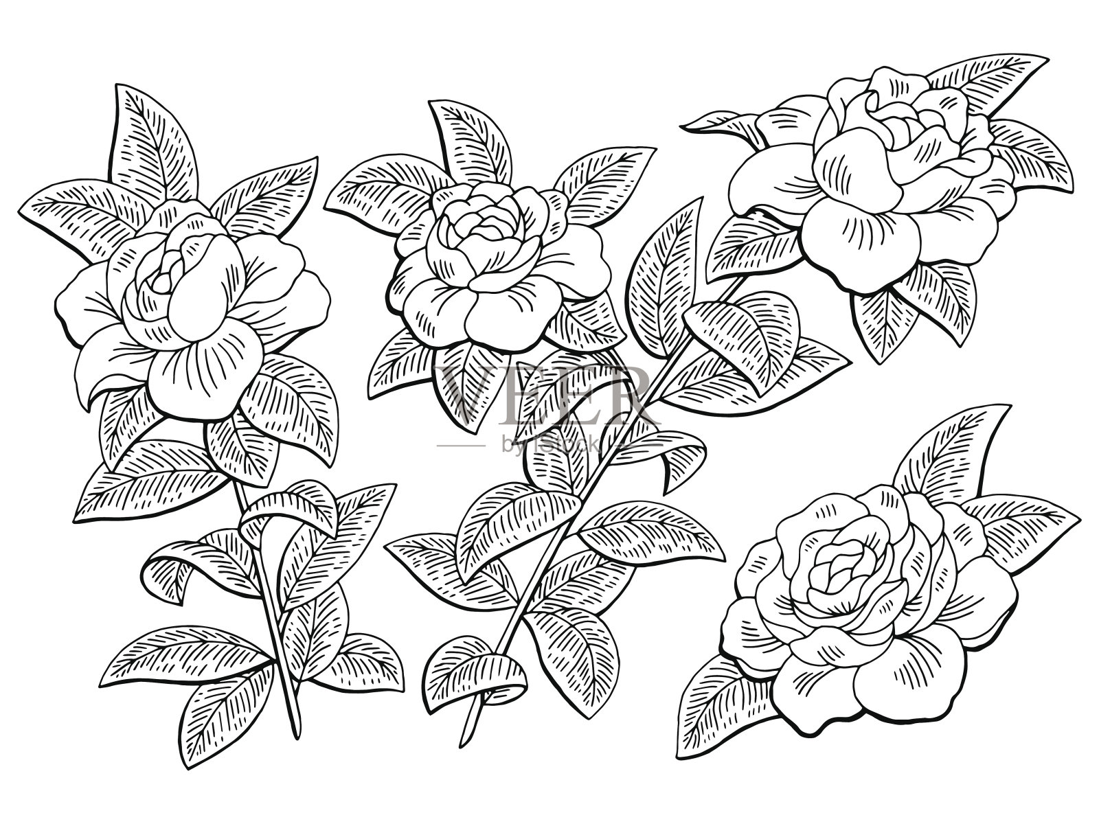 栀子花枝图形黑白孤立素描插图向量插画图片素材